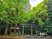 Meiji Shrine & Yoyogi Park – Tokyo’s Tranquil Core