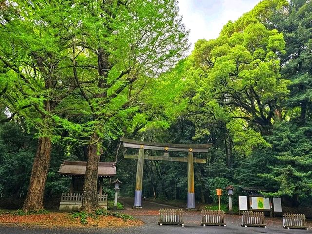 Meiji Shrine & Yoyogi Park – Tokyo’s Tranquil Core