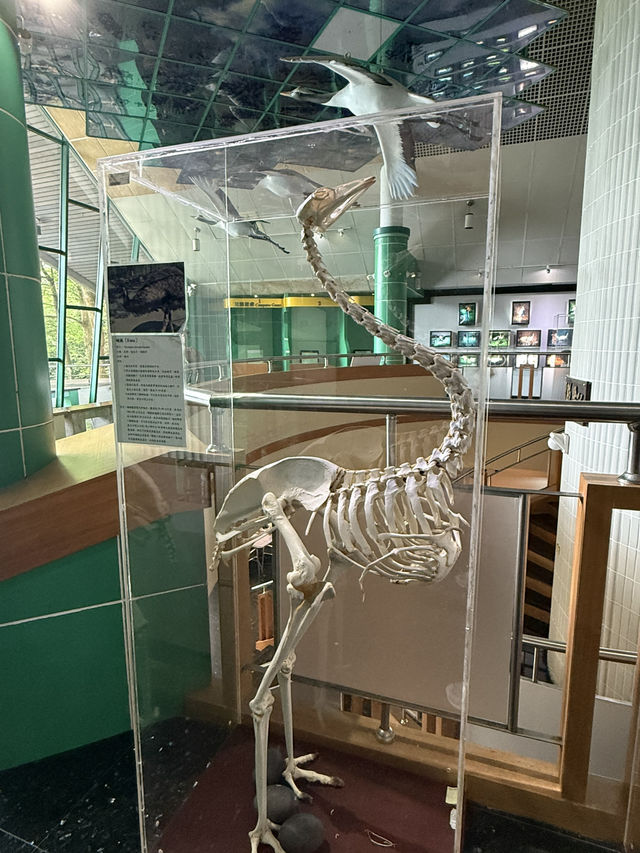 南投鹿谷｜鳳凰谷鳥園
