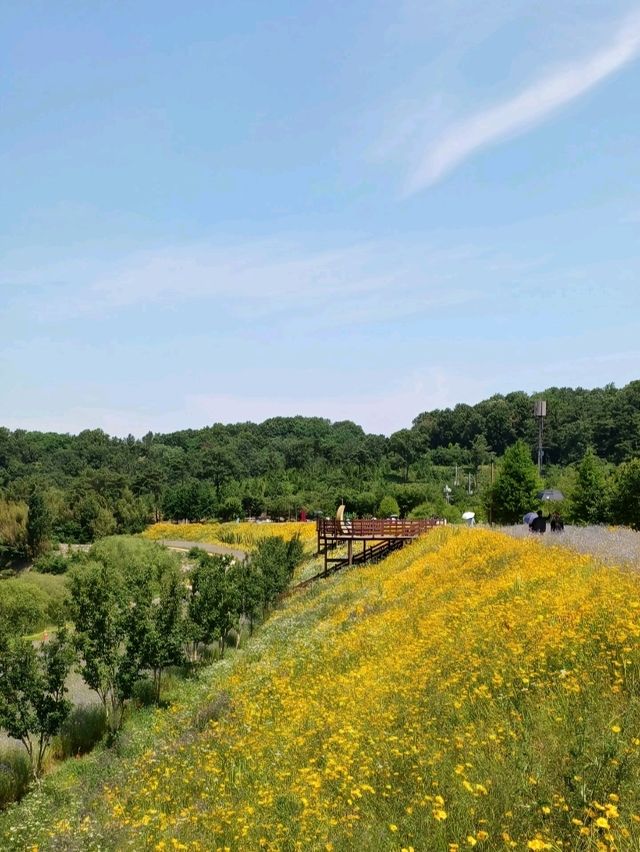 노란 물결 속 봄맞이 꽃놀이, 악양생태공원 🌼