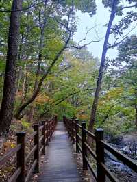 Forest Trails & Chill Peaks in Jangyu