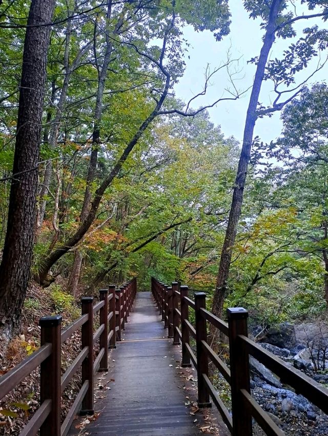Forest Trails & Chill Peaks in Jangyu