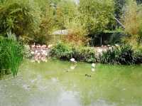 Summer Vacation at Dublin Zoo – A Wild Day in the Heart of the City