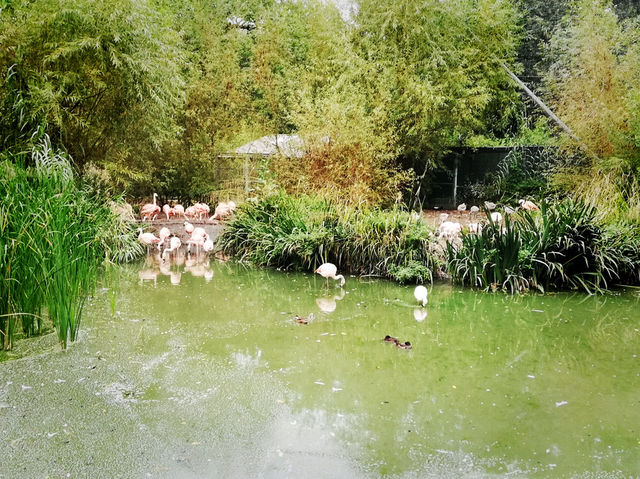 Summer Vacation at Dublin Zoo – A Wild Day in the Heart of the City
