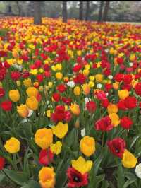 🌼【茨城・ひたちなか市 国営ひたち海浜公園】青の絨毯とコキアの丘で心も景色もリフレッシュ！ 