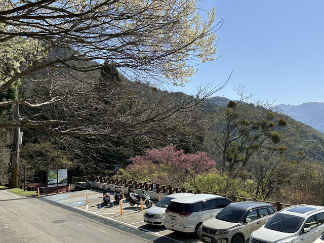 觀霧。霧社櫻王