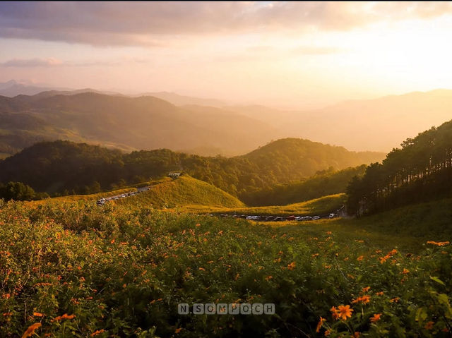 ทุ่งดอกบัวตอง ดแยแม่อูคิ🌻🌼🌻