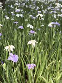 花に癒される！季節の花畑͛💠有名な観光地は？