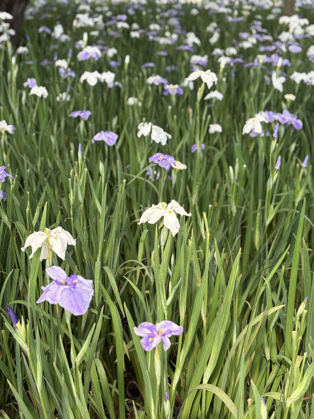 花に癒される！季節の花畑͛💠有名な観光地は？
