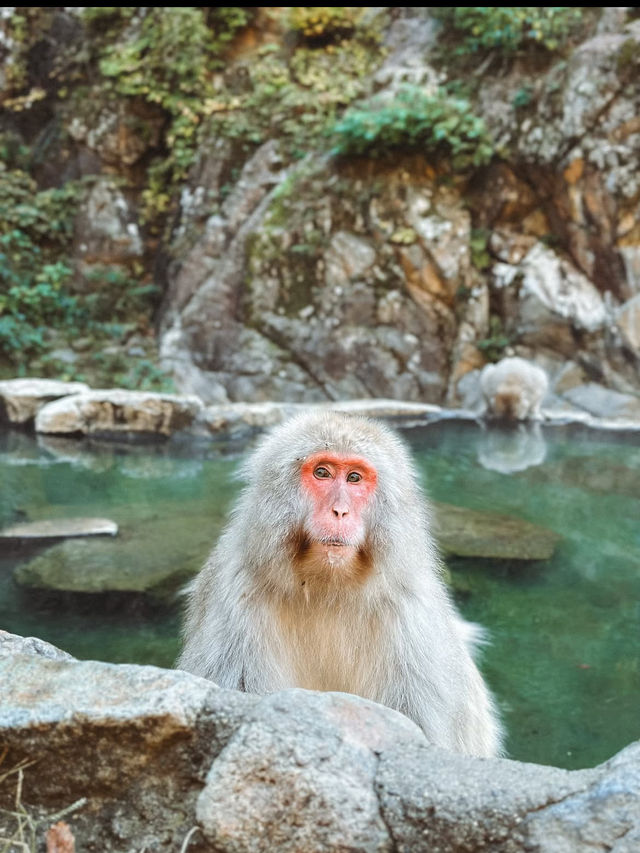 🐒長野・地獄谷野猿公苑｜温泉に浸かるサルたちの癒しスポット