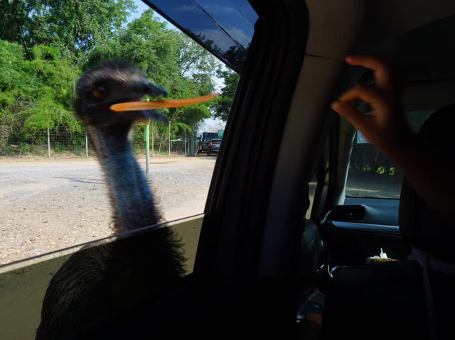 Safari Park Kanchanaburi | ซาฟารีปาร์ค กาญจนบุรี