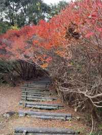 【まるでジブリの世界🌲丸山公園“トトロの森”で紅葉トンネル散歩】