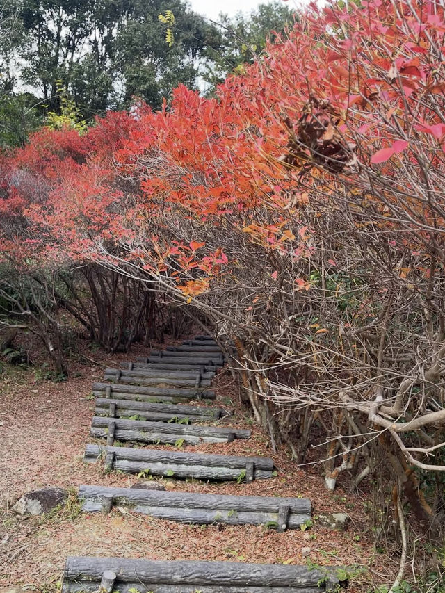 【まるでジブリの世界🌲丸山公園“トトロの森”で紅葉トンネル散歩】