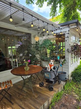 “Under the Tree” Cafe: A Cozy Retreat Under a Big Tree in the Heart of the City