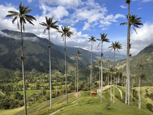 【ココラ渓谷｜Cocora Valley・ワックスパームの森】