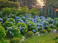 What a nice season to visit Jangsaengpo Hydrangea Festival