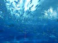 🐠 Dive into Wonder at Okinawa Churaumi Aquarium