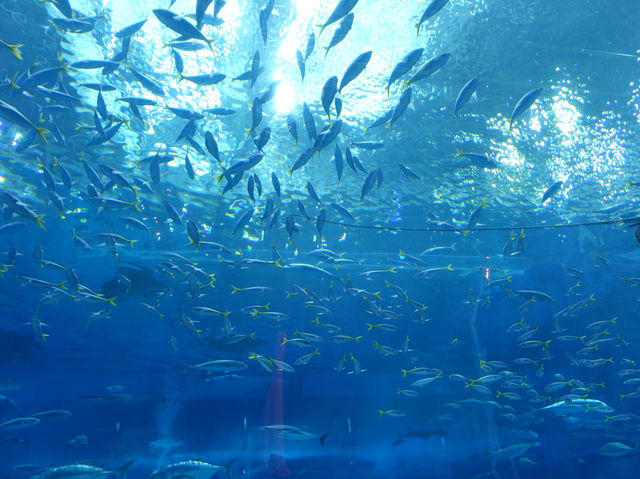 🐠 Dive into Wonder at Okinawa Churaumi Aquarium