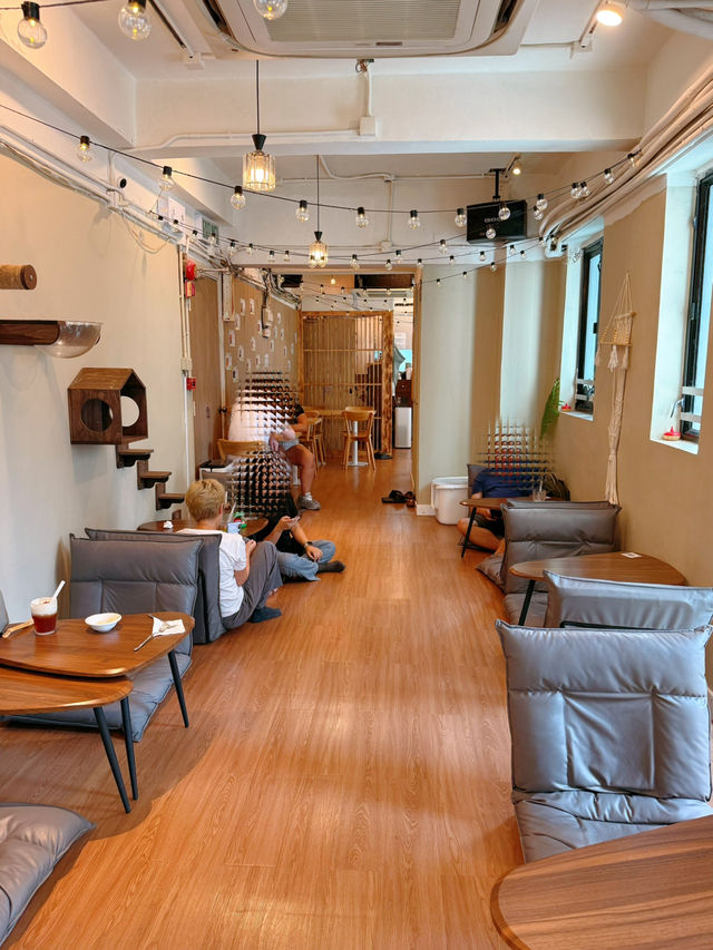 隱世高質貓cafe❤️