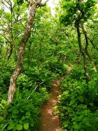 Got Lost in Gombaeryeong Forest and Honestly, I’m Not Even Mad 