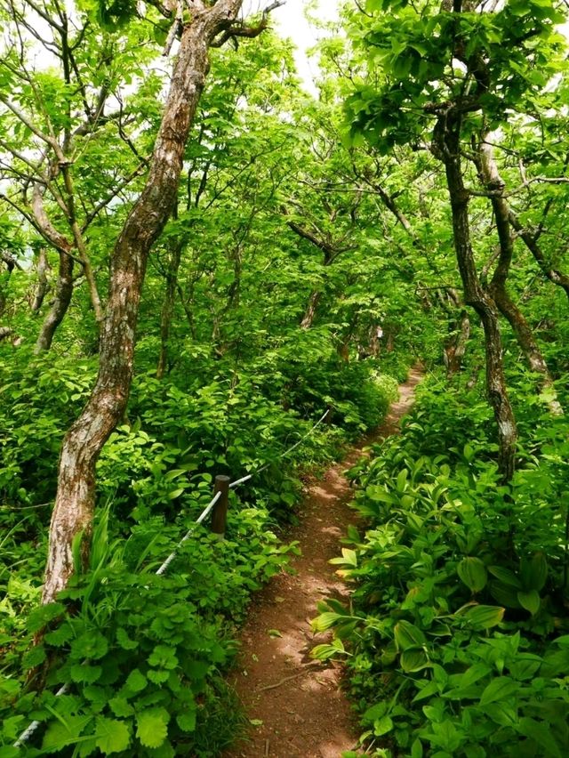 Got Lost in Gombaeryeong Forest and Honestly, I’m Not Even Mad 