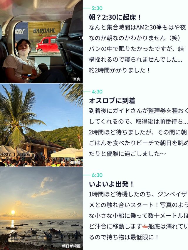 【こんなに近くに？👀】セブ島の大迫力ツアー🦈✨