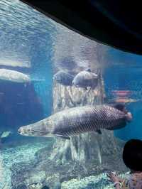 “Dive Into Wonder with Aquaria KLCC This Summer”