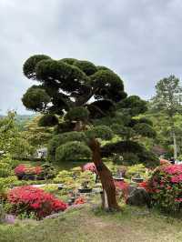 可能係全韓國最靚嘅花園！晨靜樹木園：四季都美到不像話💐💫