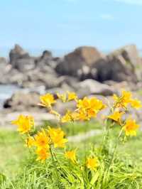 Ocean & Meadows Unbound: A Summer Walk Along Tanesashi Coast