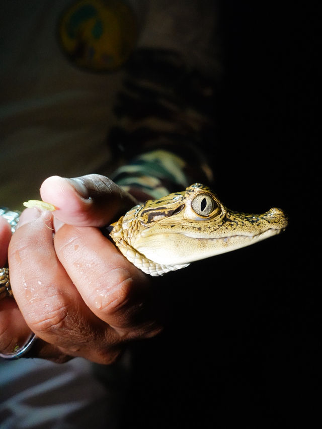 【イキトス発】アマゾン3DAYSツアー🐊🇵🇪