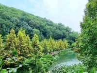 Whispers of Nature: A Walk Through Hwadam Forest