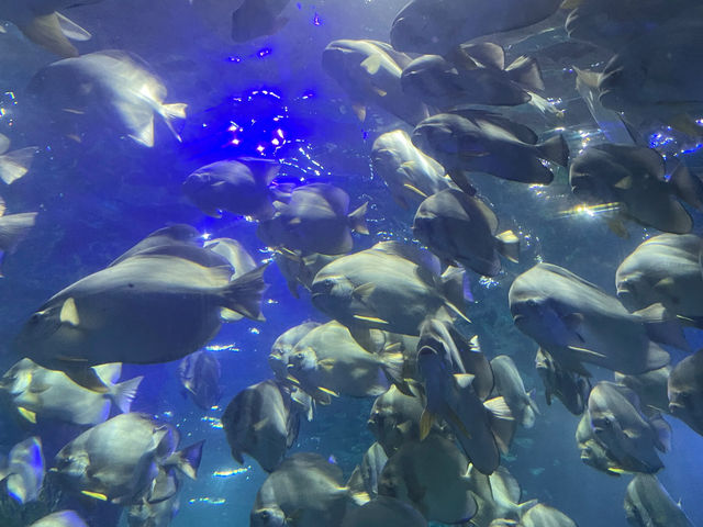 Oh, So This is What a "Jellyfish Sea" Looks Like! Welcome to Nha Trang! 🇻🇳