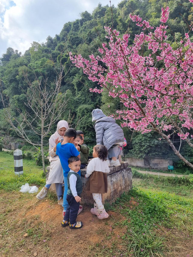 ซากุระเมืองไทย ดอยอ่างขาง จ.เชียงใหม่