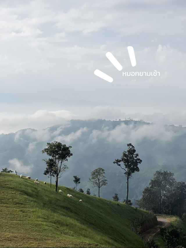ฟาร์มแกะ ดอยช้าง 🐑⛰️😂
