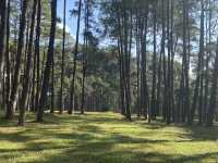 🌲🍃 สวนสนบ่อแก้ว |