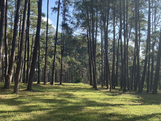 🌲🍃 สวนสนบ่อแก้ว |