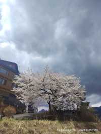 ปิกนิกริมทะเลสาบที่ Wakakusa-no-yado Maruei Hotel