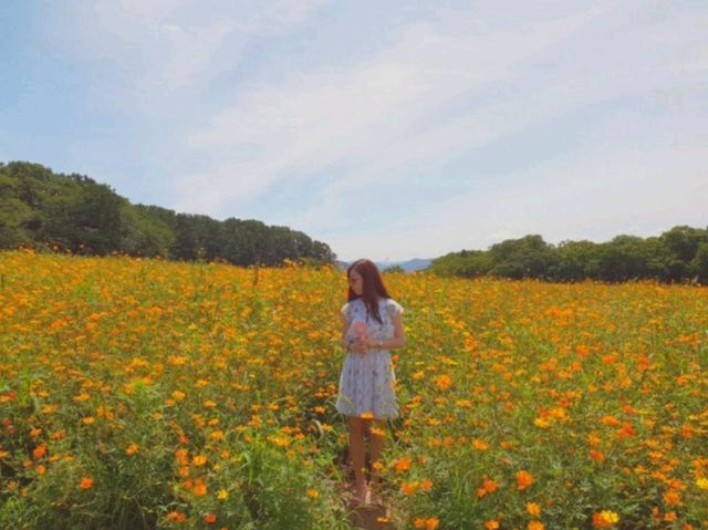 여름 여행을 경주로 가야하는 이유, 꽃과 함께