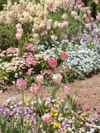 Shanghai Hidden Gem | Peaceful Tulip Heaven in Zhongshan Park 🌷☀️