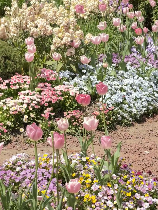 Shanghai Hidden Gem | Peaceful Tulip Heaven in Zhongshan Park 🌷☀️
