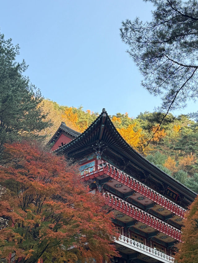 🌿 단양 1박 2일 힐링 여행 코스 