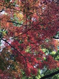 🍁紅葉と異国の風景を歩く秋の横浜散歩　中区　関内　横浜