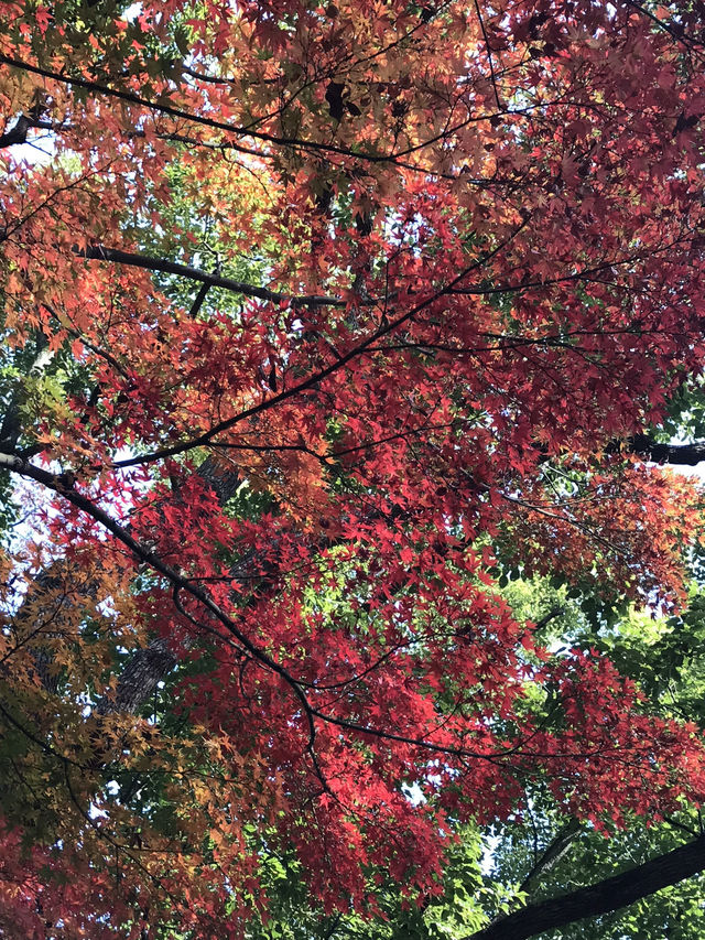 🍁紅葉と異国の風景を歩く秋の横浜散歩　中区　関内　横浜