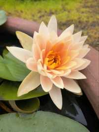 Hangzhou Botanical Garden – Where Science Meets Song Dynasty Poetry
