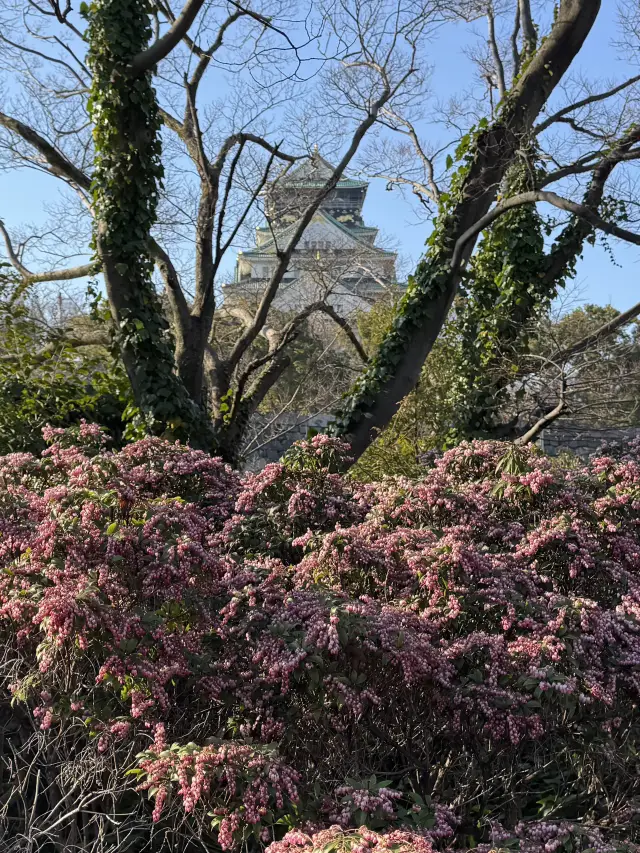 彷彿走進吉卜力電影場景,春季的大阪城梅花林