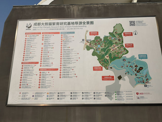 A Day with Pandas: Visiting the Chengdu Research Base of Giant Panda Breeding