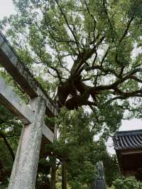 Dazaifu Tenmangu, Summer in Fukuoka ☀️