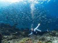 ดำน้ำที่ สิปาดัน สวรรค์ใต้น้ำ มาเลเซีย