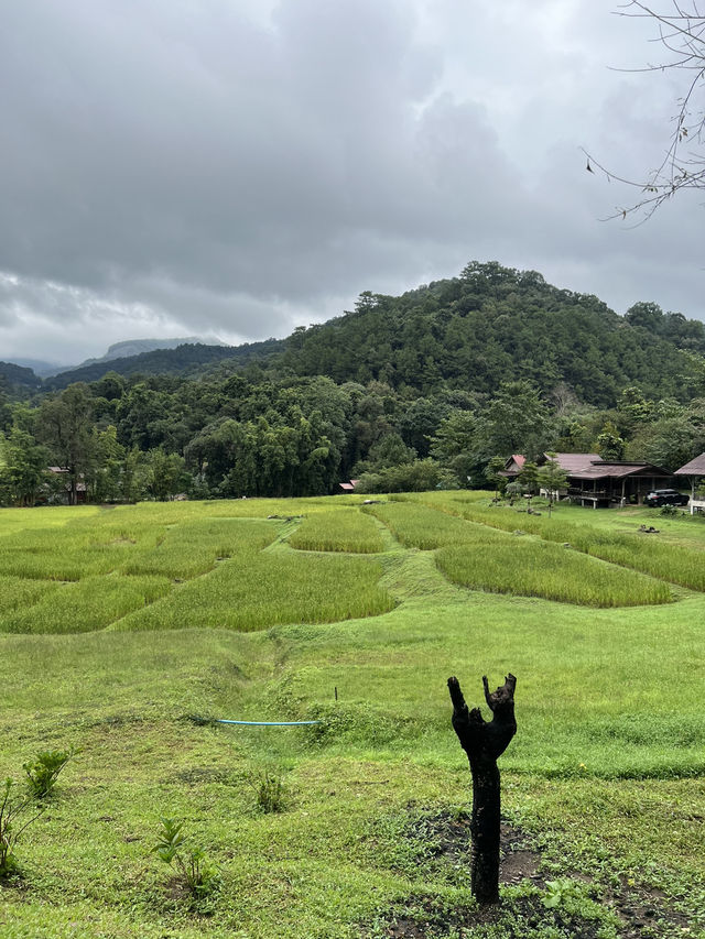 📍ที่พักเชียงใหม่ สงบ วิวทุ่งนาเขียวขจี สวยม๊าก 👍 📍ที่พักเชียงใหม่ สงบ วิวทุ่งนาเขียวขจี สวยม๊าก 👍