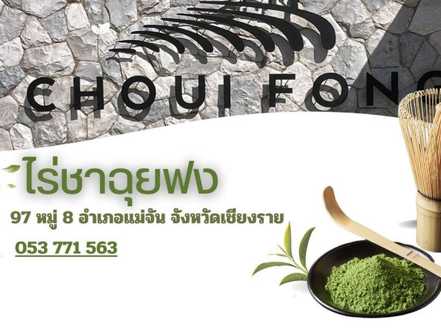 ไร่ชาฉุยฟง จังหวัดเชียงราย 🍵